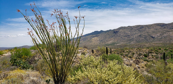 Saguaro National Park, Arizona